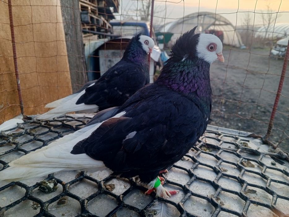 Krakowiak Krakowiaki Białogłówka Wajskopy Ptaki Gołębie ozdobne