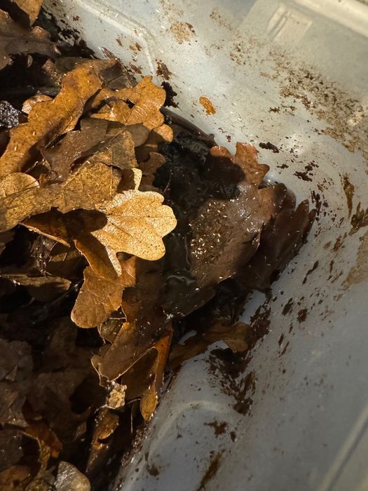 Skoczogonki, ekipa sprzątająca do terrarium - sklep Animale