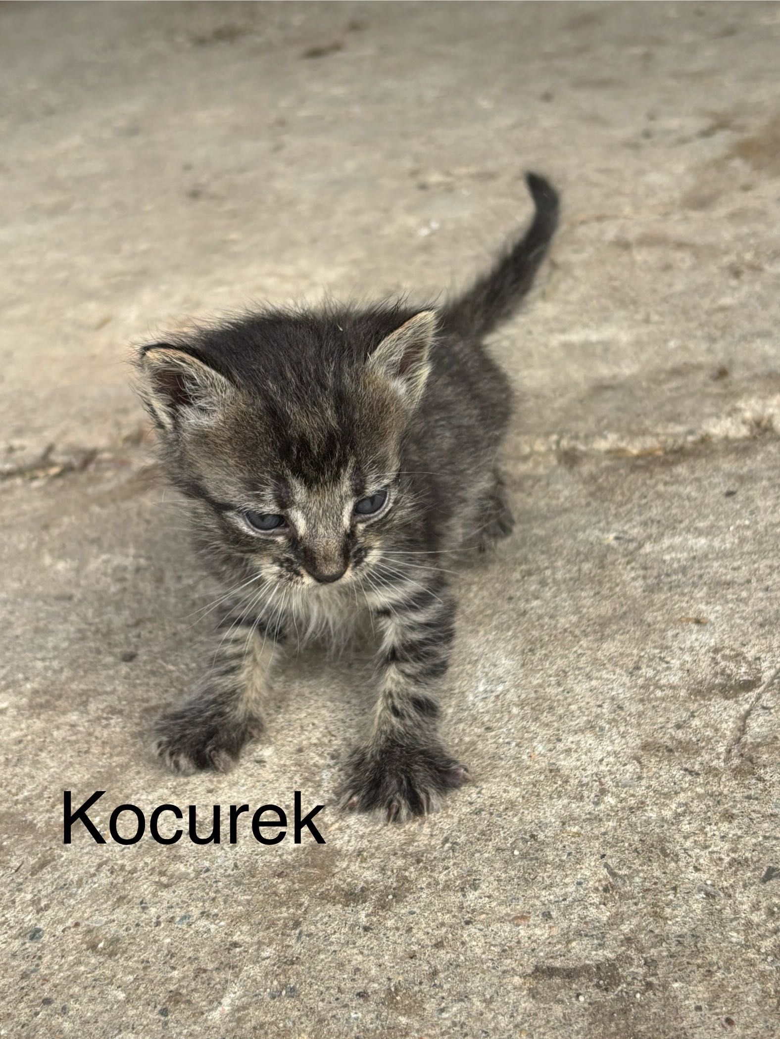 ODDAM kotki w dobre ręce