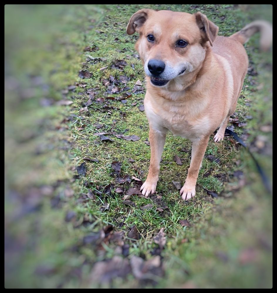 Do adopcji piesek Max w typie labradora