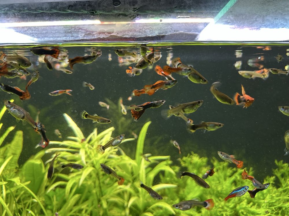 Guppys para venda