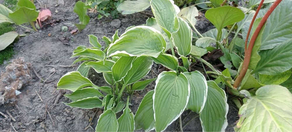 Хоста, гейхера різних кольорів продажа