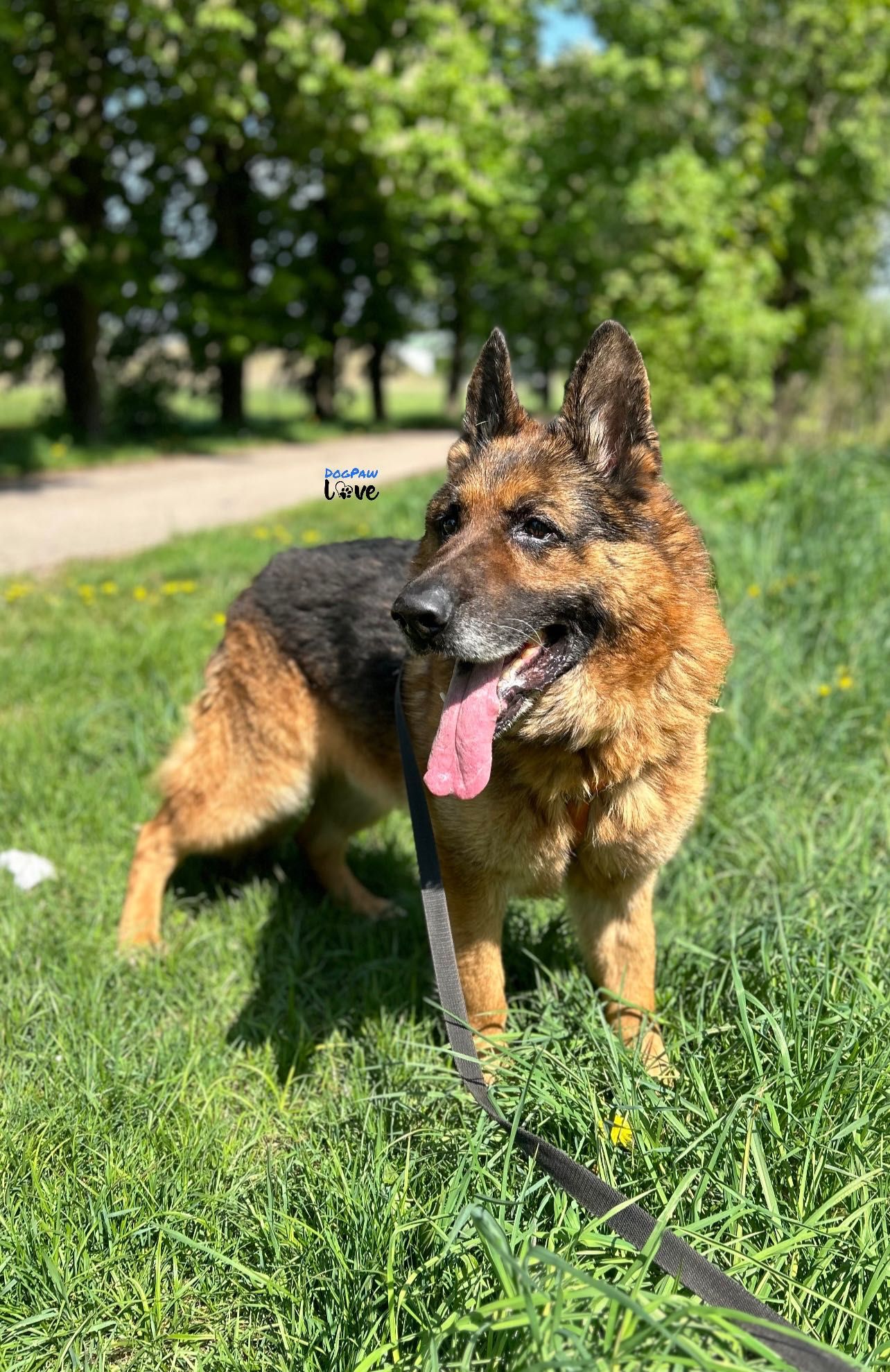 Owczarek niemiecki samiec do adopcji!
