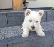 West Highland White Terrier.