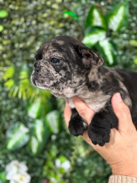 Bulldog francês macho