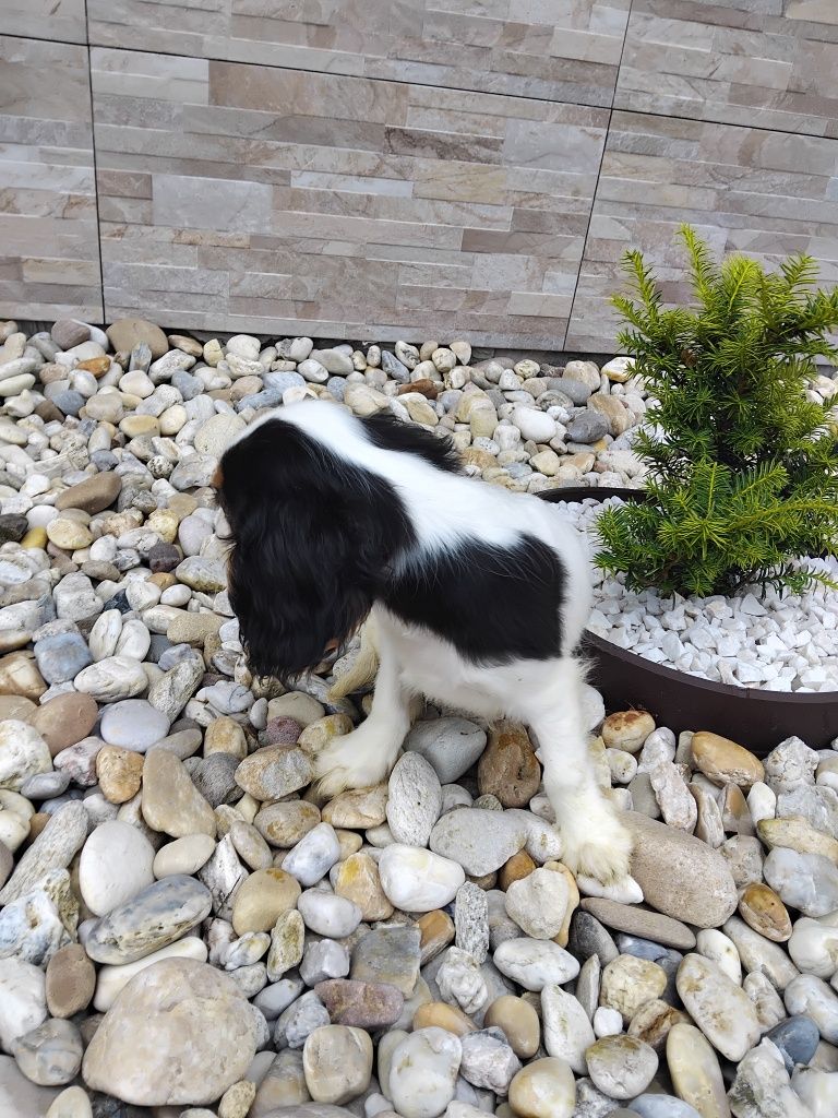 Piesek Cavalier King Charles Spaniel