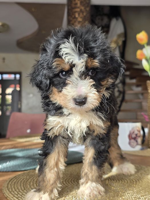Aussiedoodle Bernedoodle sliczna dziewczynka