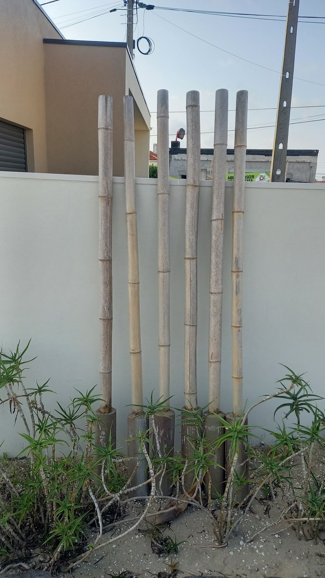 Canas de Bambu com 2m