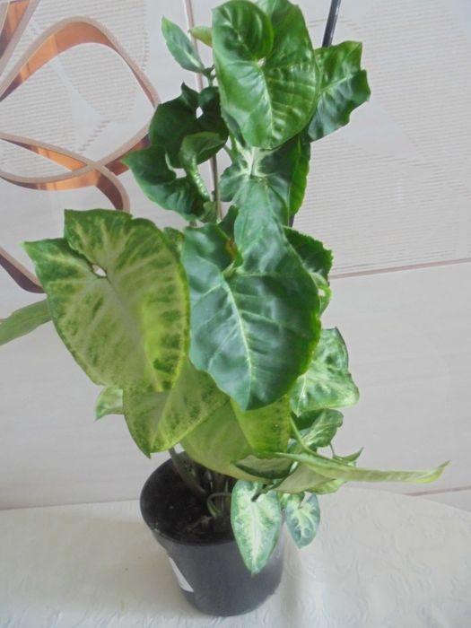 Syngonium zroślicha