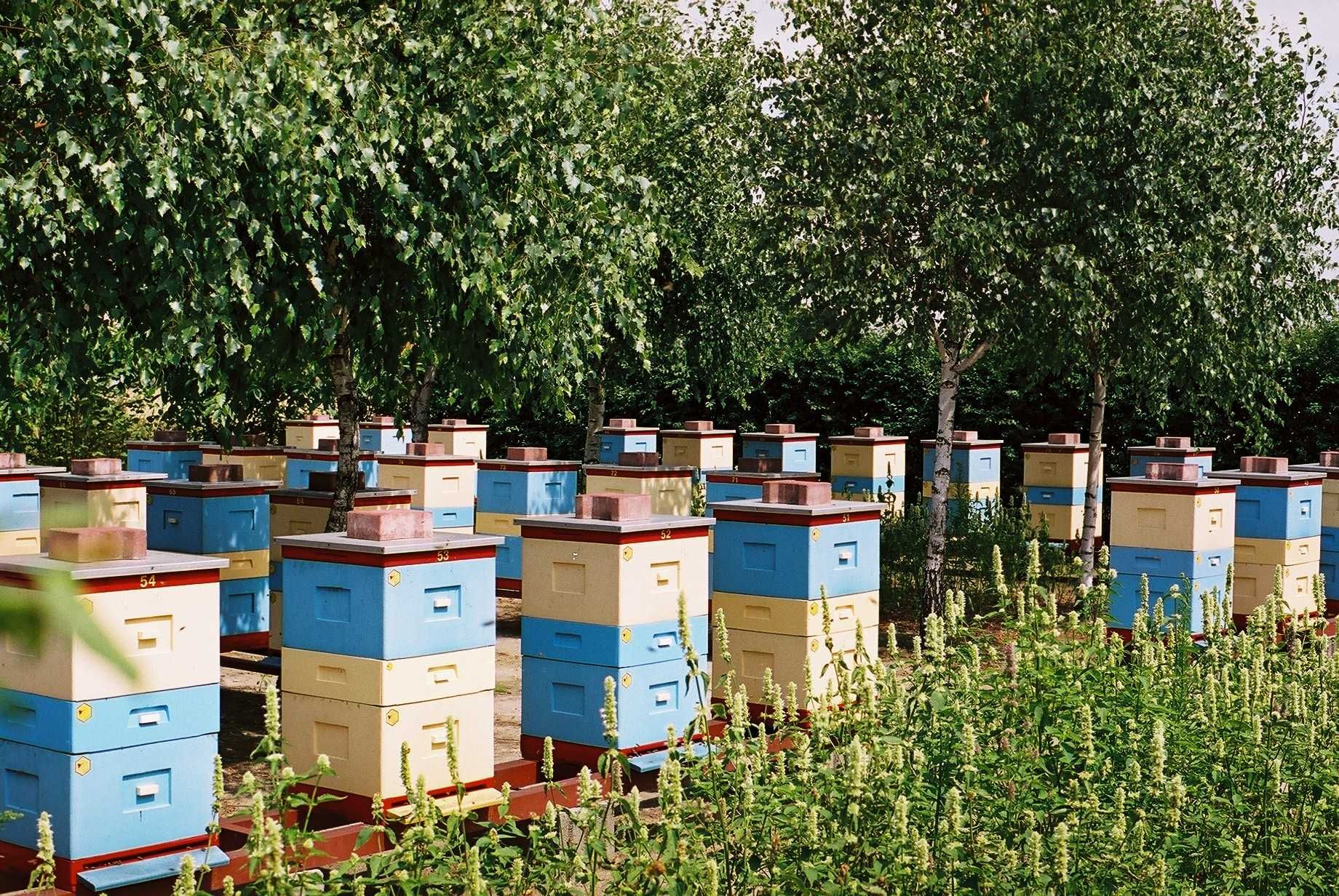 Pszczoły, ule, rodziny pszczele