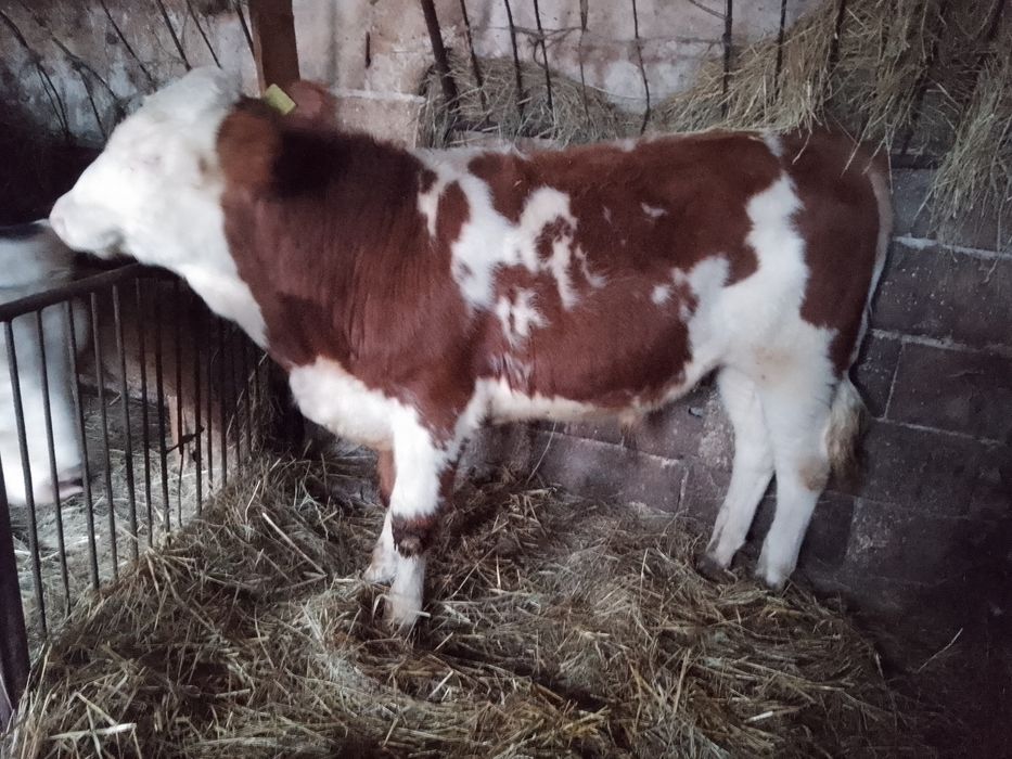 Sprzedam byczki miesne