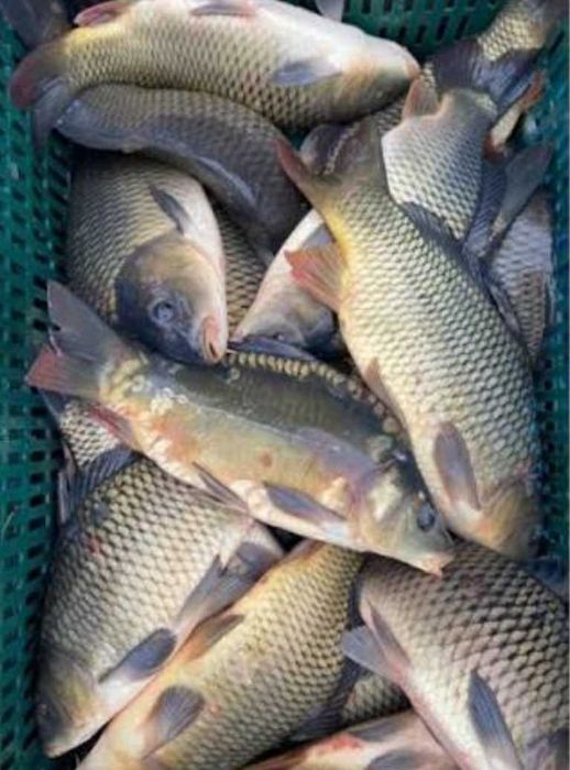 Продам живу рибу