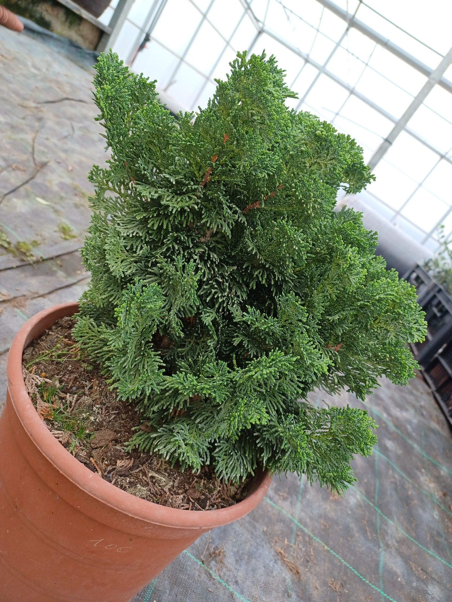 Hinoki ou  Chamaecyparis obtusa