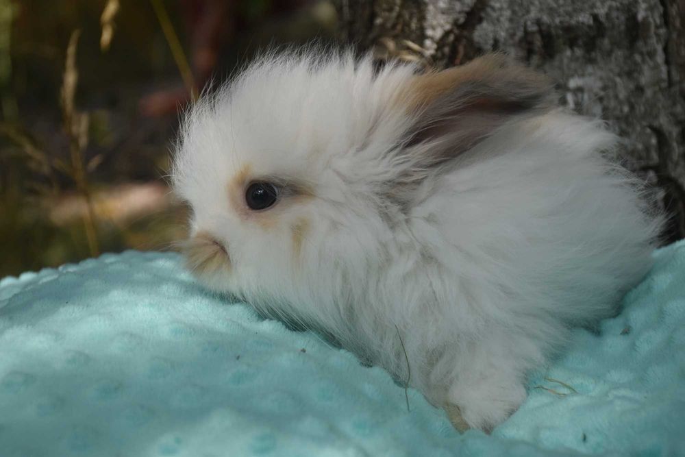 Angora Angielska YORCZEK: Dostępne różne kolory
