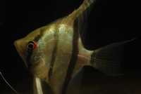 Ryby skalary Pterophyllum scalare Red Spot SURINAM