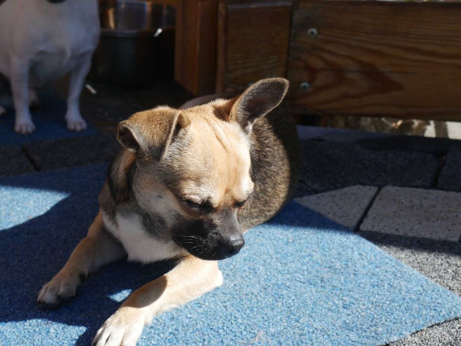 Chihuahua - pies