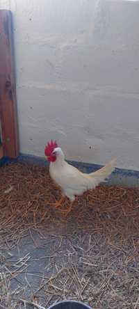 Koguty   Leghorn