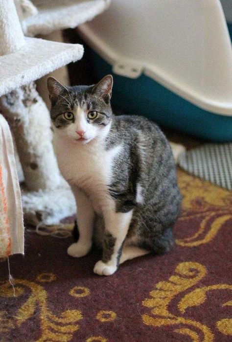 Sopelek tak bardzo prosi o dom!