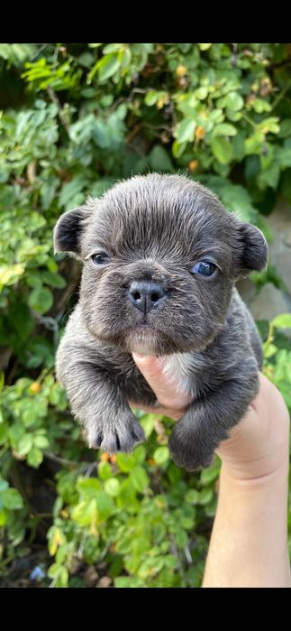 Щенок французский бульдог