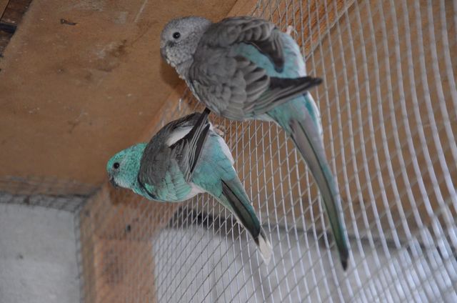 Продам певчих попугаев