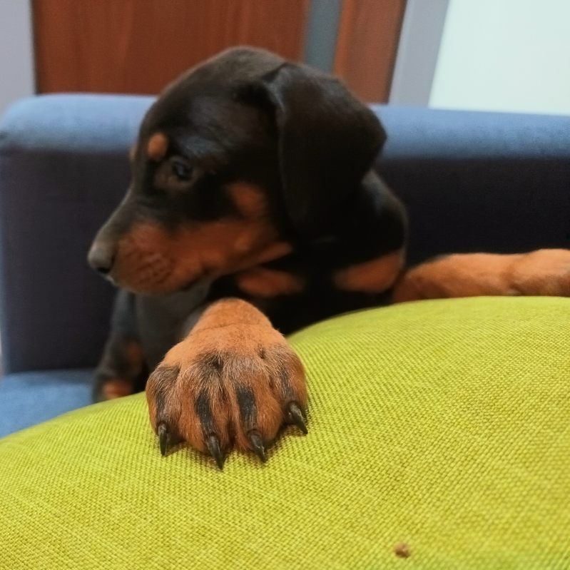 Doberman-szczeniak