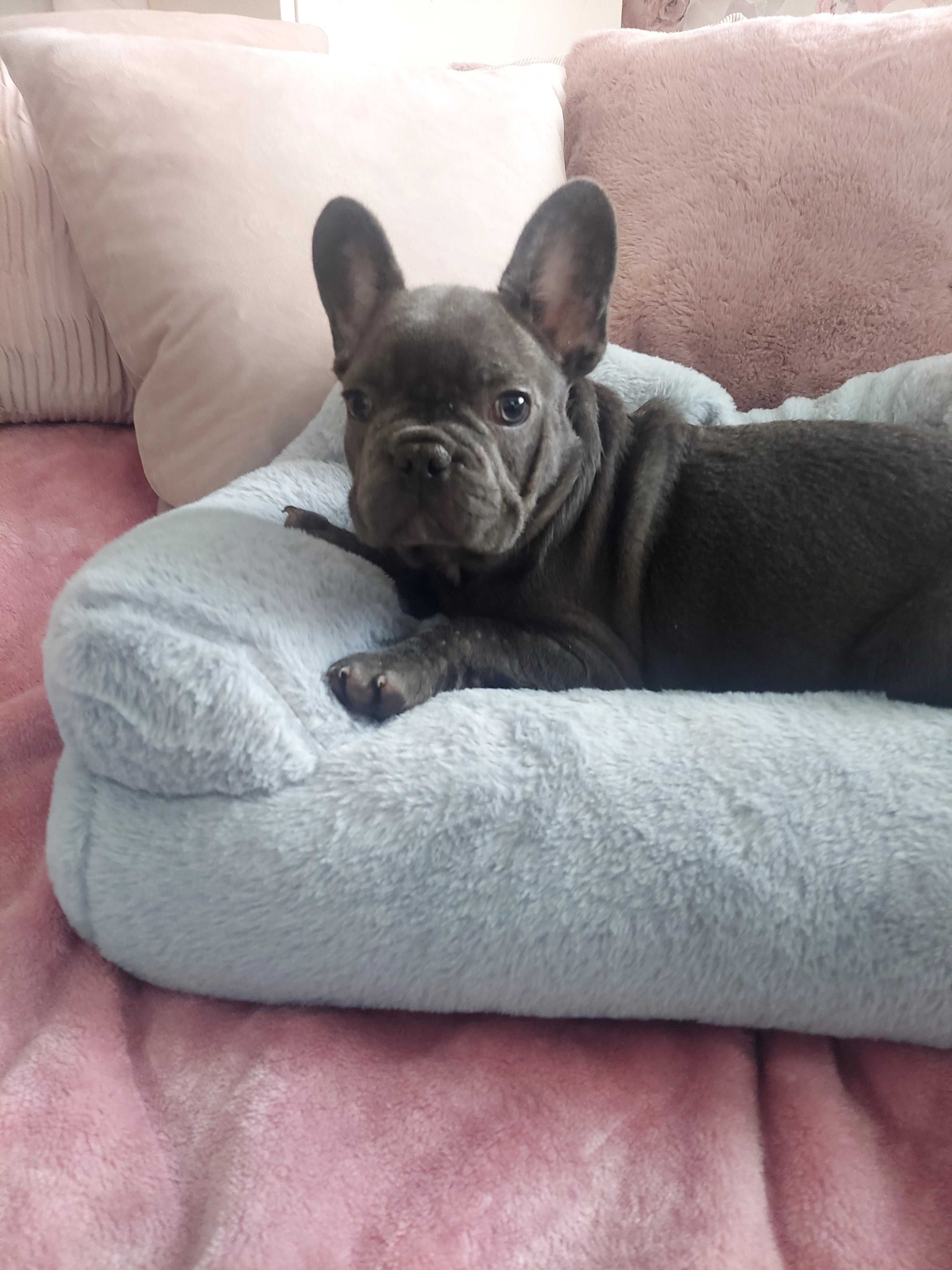 *Buldog francuski piesek blue blu niebieski już do odbioru.