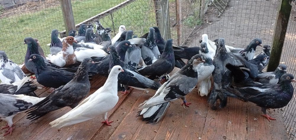 Gołębie zamojskie 50sztuk