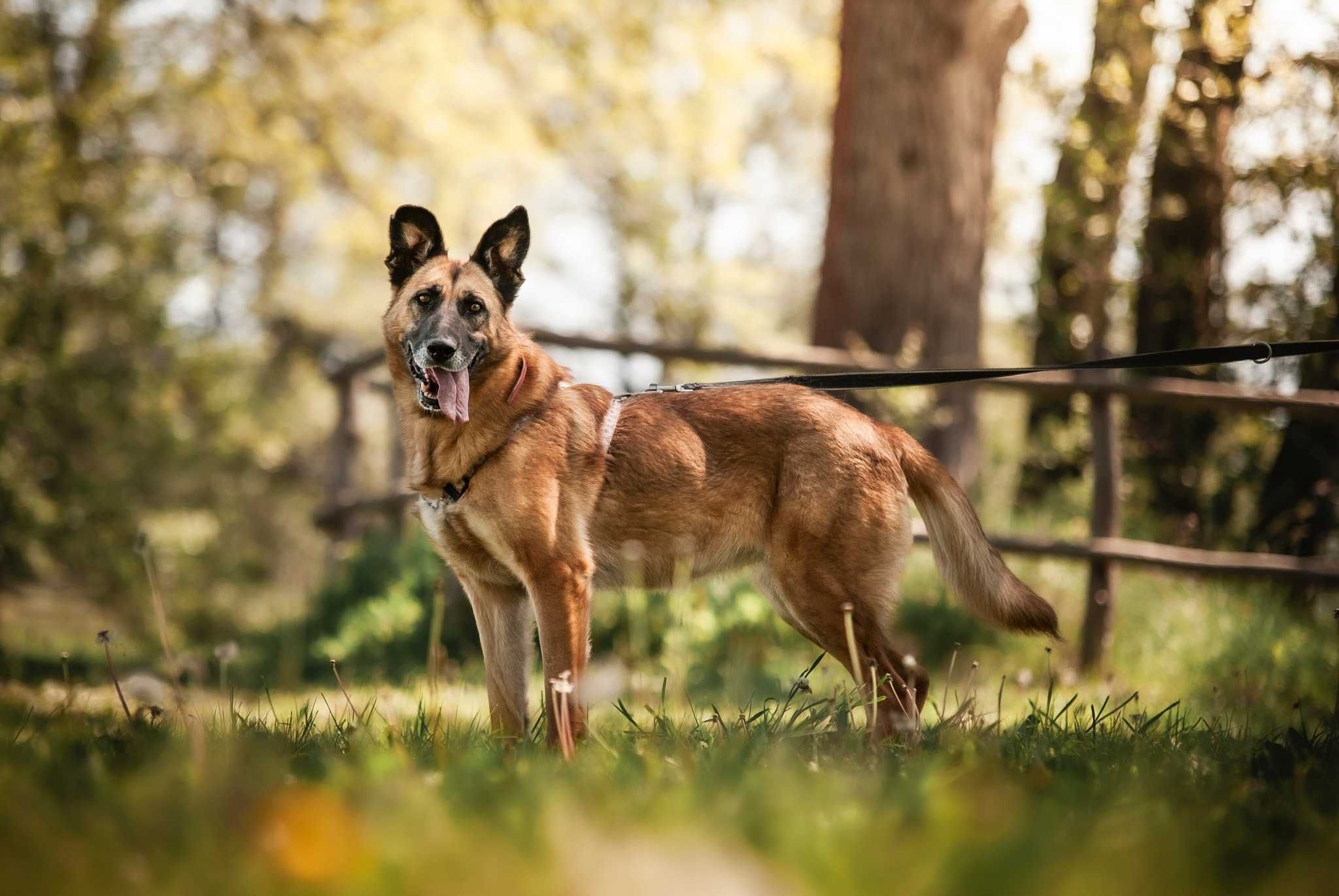 Wenus - owczarzyca, łagodna i przyjacielska - do adopcji.