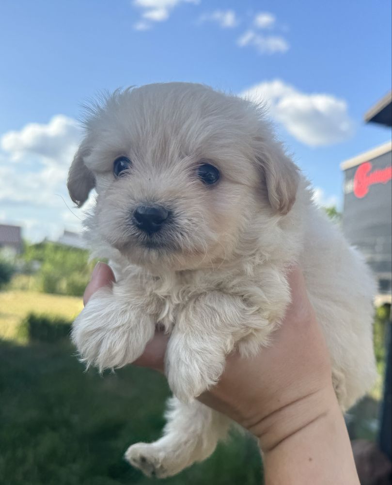 Pomapoo pudel miniaturowy szpic miniaturowy hybryda