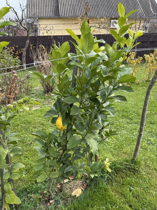 Лимонне дерево Пондероза оригінал