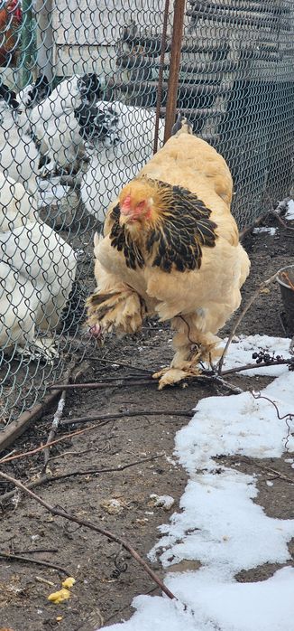 Інкубаційне яйце Брама палева