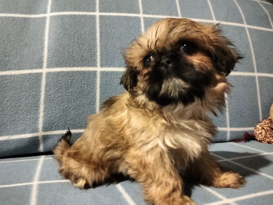 Śliczny piesek shih-tzu mini
