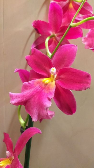 Орхидея Камбрия.