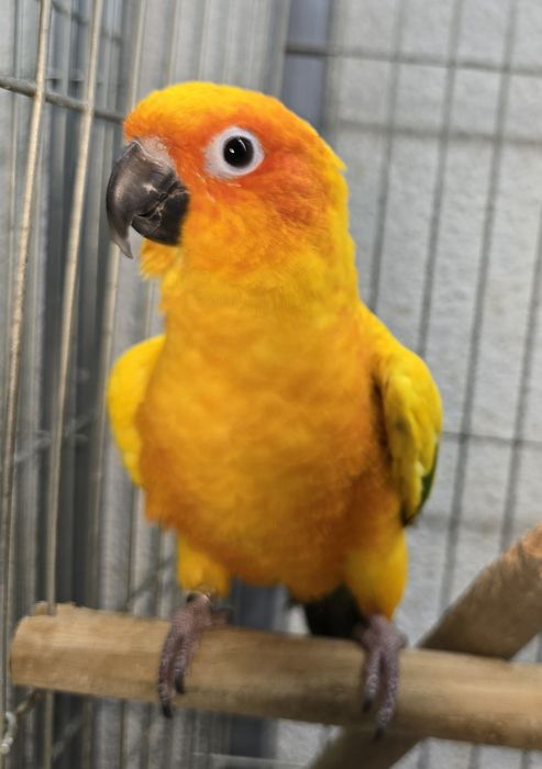 Aratiga sol muito bonita