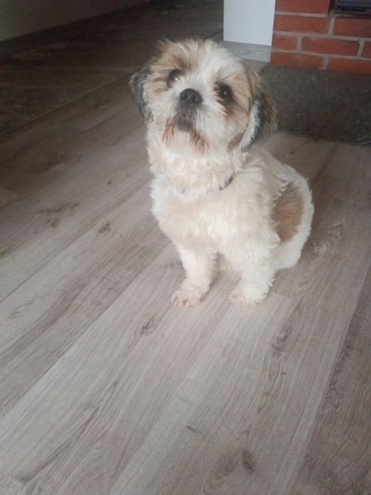 Shih tzu rudo białe suczka 2 lata niecałe