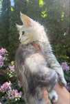 AMON kocurek srebrny Maine  Coon
