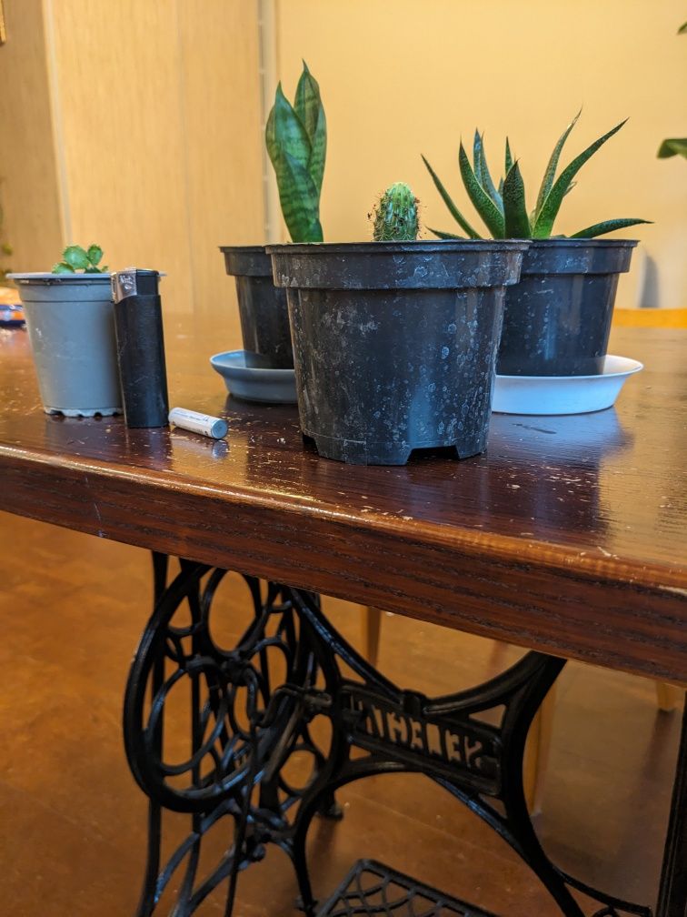 Kaktusy sukulenty aloes tygrys,i opuncja, noga słonia, sanseveria