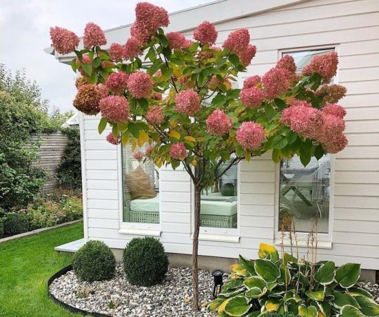 Гортензія волотиста на штамбі з квіткою