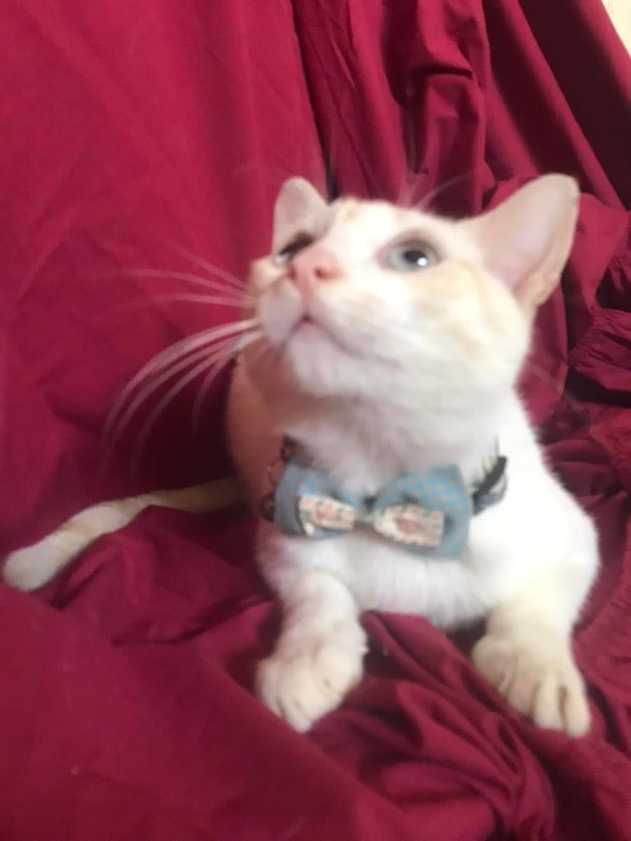 Вакцинований котик