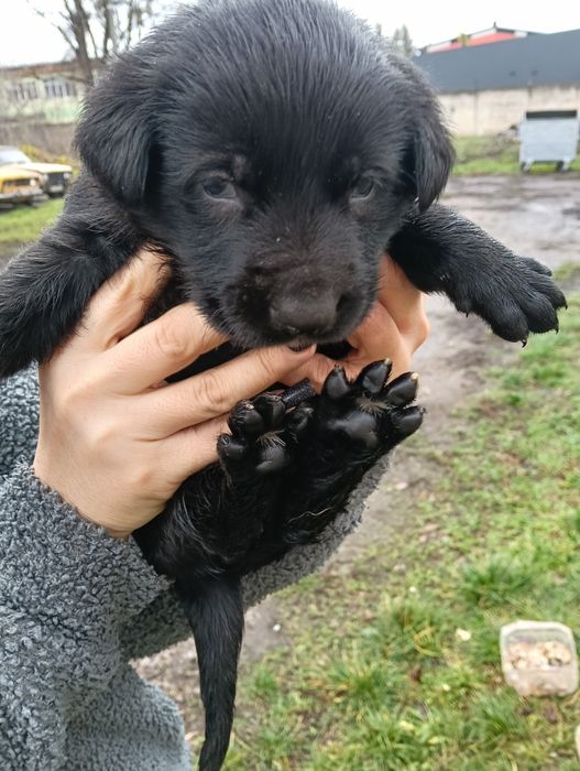Віддам в гарну родину