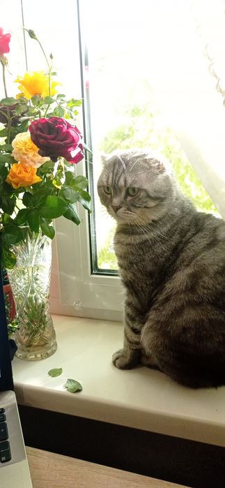 Вязка кота скотиш фолд