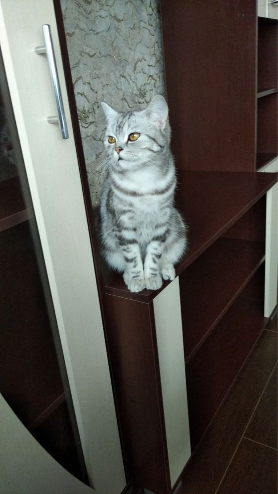 Мармуровий котик в гарні ручки