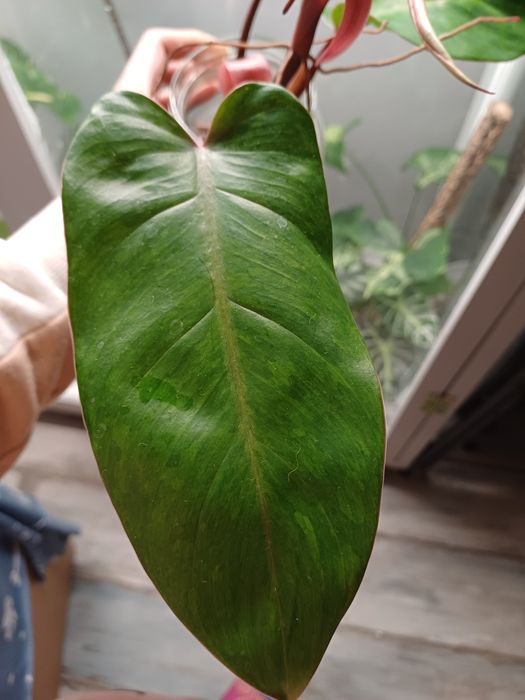 Sadzonka painted lady philodendron