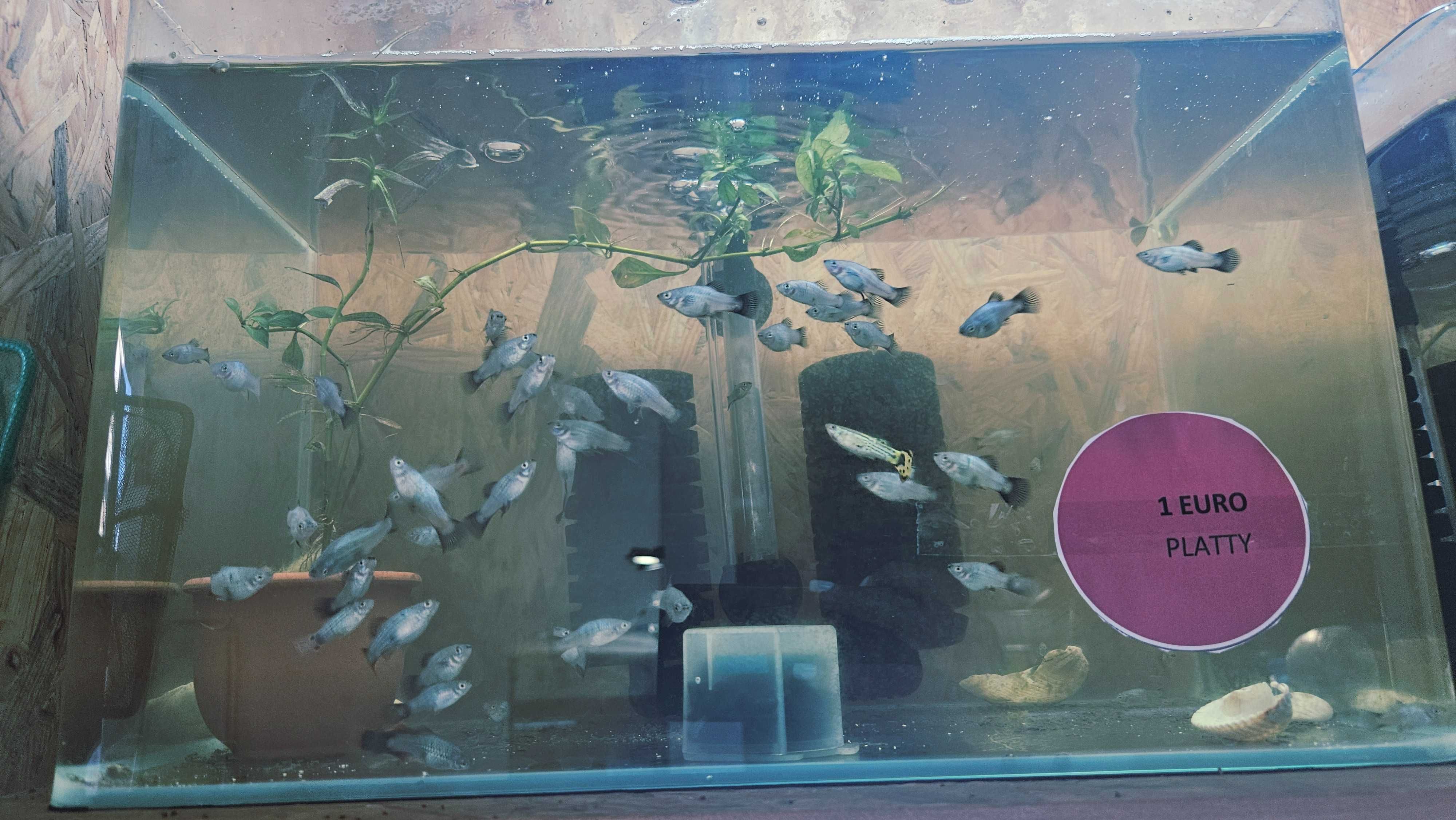 Peixes de Estimação ArrobaFish