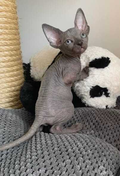 Мимишная девочка окрас голубой.