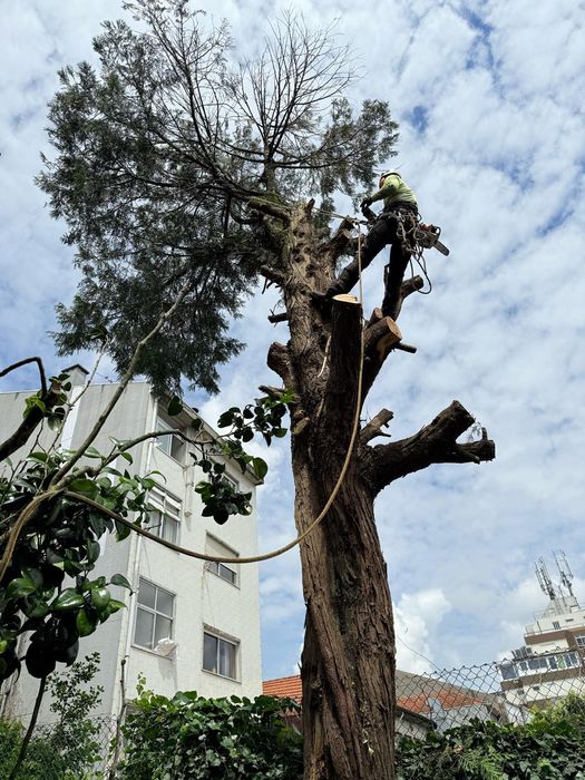 Arborista Emanuel Ramos -   Poda/abate de árvores Escalada Arborista