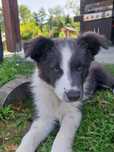Pies Border Collie