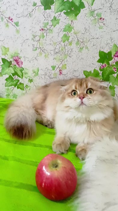 Висловуха дівчинка золота шиншила