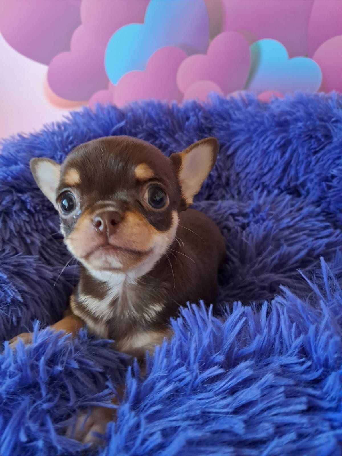 Chihuahua - maleńki Mickey