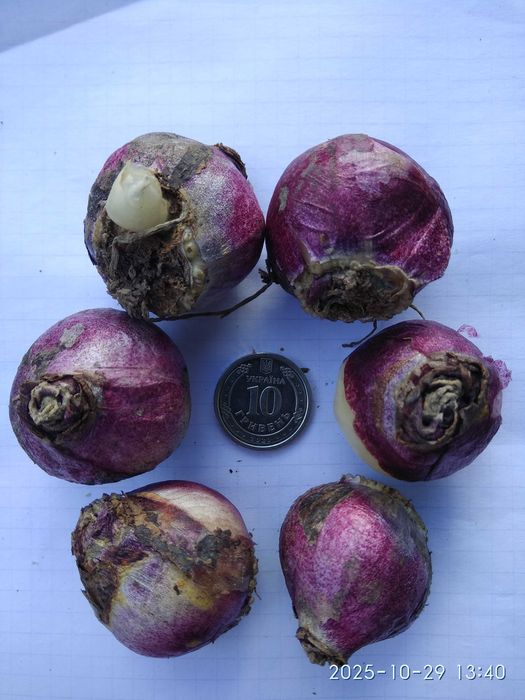 Цибулини гіацинтів синіх/блакитних